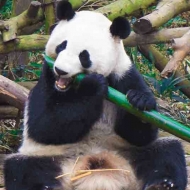 Ben Law的头像
