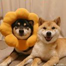 i的头像