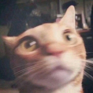 Alvinmong的头像