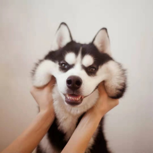 echo的头像