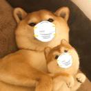 T的头像