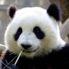 专治臭熊猫的头像