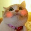 xingyu02的头像
