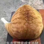 清欢的头像